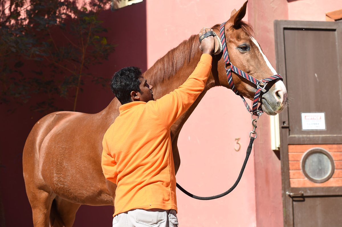 MEC groom brushing a chestnut horse outside its stable