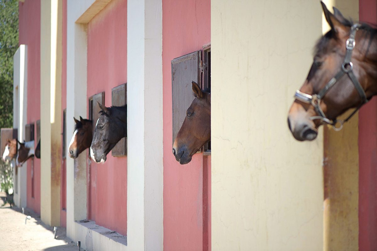 Horses looking out from the MEC stable row