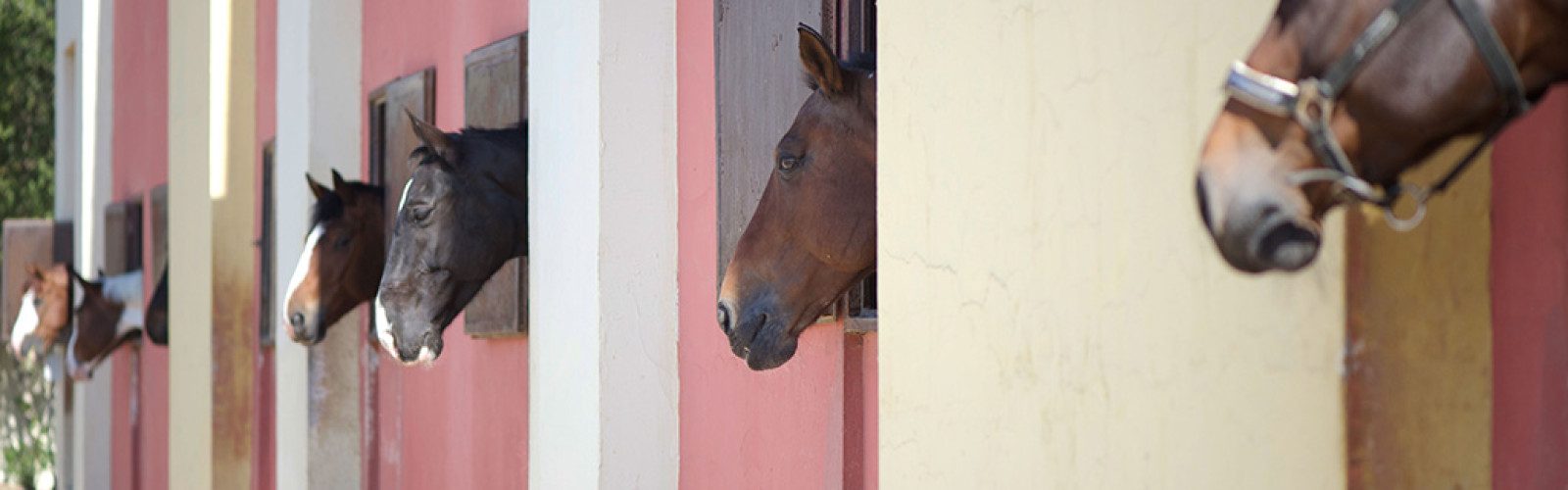 Horses looking out from the MEC stable row