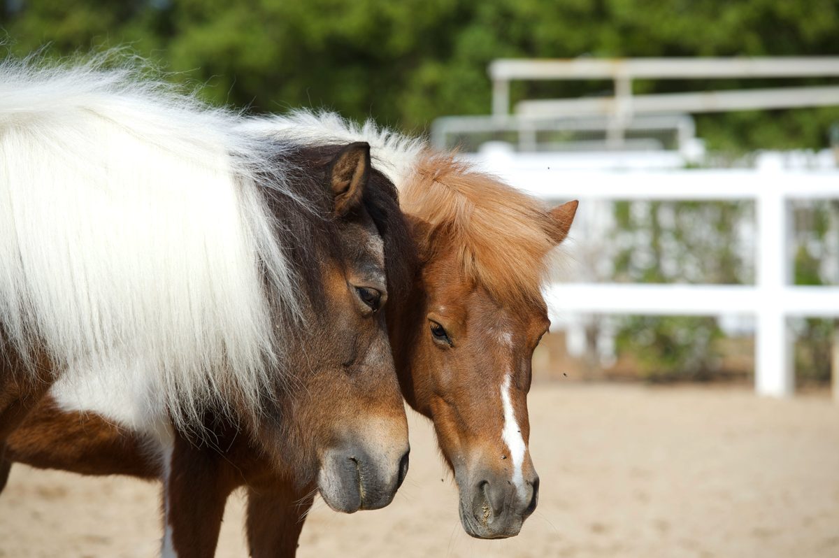 Two MEC ponies resting their heads together